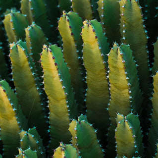 Look Succulent in Cactus