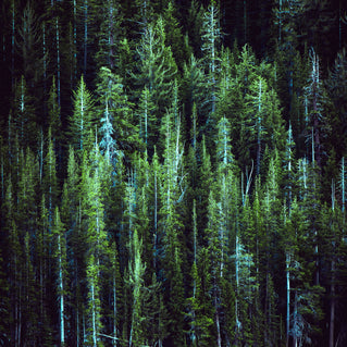 May The Forest Be With You In Boreal Green