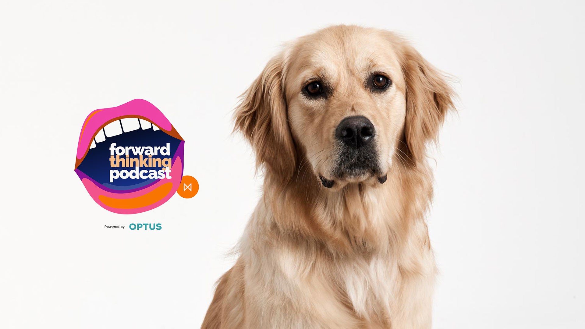 Serendipity, Podcasts and Golden Retrievers.