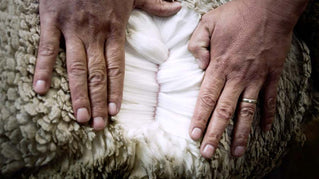 Merino Prices are going up on May 1