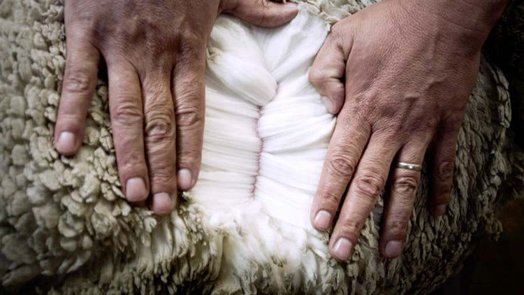 Merino Prices are going up on May 1