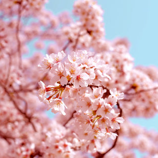 Meet ephemeral Sakura, inspired by Japan