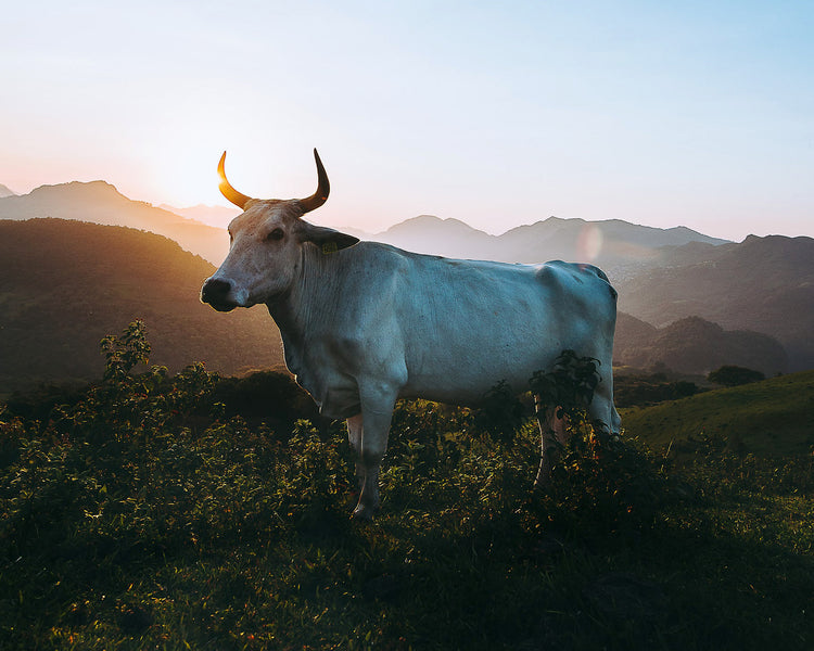 Get lucky with blue this Year of the Ox